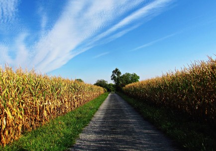 How Balanced Feed Improves Farm Performance