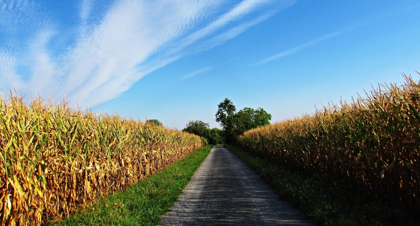 How Balanced Feed Improves Farm Performance